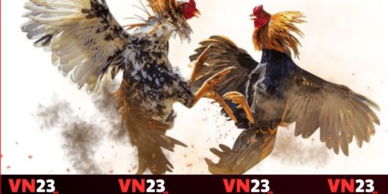 Cửa Hòa mang lại tỷ lệ trả thưởng vô cùng cao