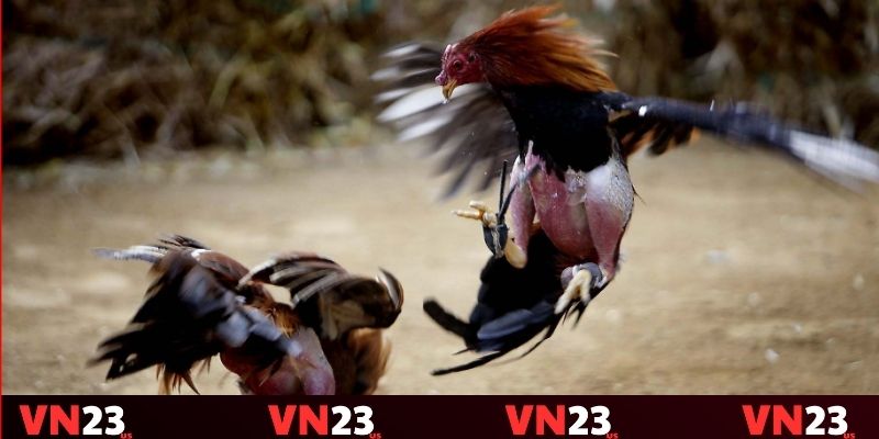 Cân nhắc về chiến thuật cược Cân nhắc về chiến thuật cược