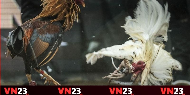 Sử dụng kinh nghiệm thực tế để cá cược