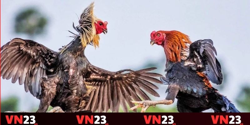 Ưu tiên phân tích các trận đấu trước đó Ưu tiên phân tích các trận đấu trước đó