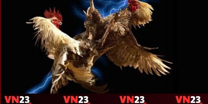 Sảnh đá gà VN23 với chất lượng hình ảnh và âm thanh sống động