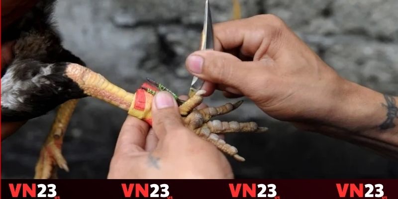 Tầm quan trọng của thủ thuật đá gà dao